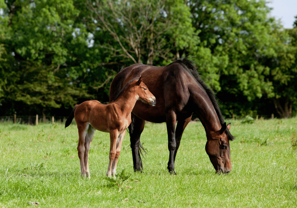IgG in foals